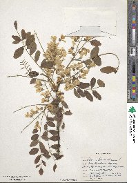 Robinia pseudoacacia image