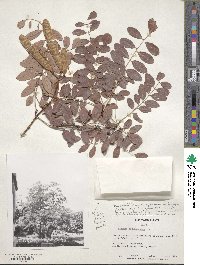 Robinia pseudoacacia image