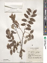 Robinia pseudoacacia image