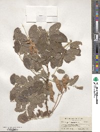 Robinia pseudoacacia image