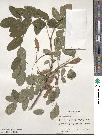 Robinia pseudoacacia image