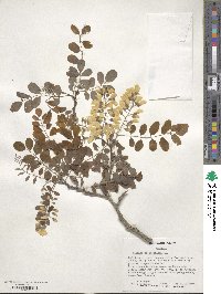 Robinia pseudoacacia image