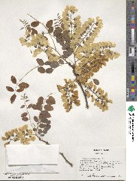 Robinia pseudoacacia image