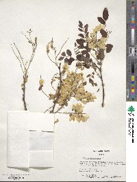 Robinia pseudoacacia image