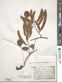 Robinia pseudoacacia image