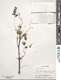 Robinia pseudoacacia image