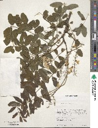 Robinia pseudoacacia image