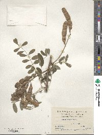 Robinia pseudoacacia image