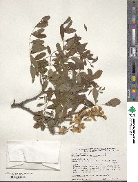 Robinia pseudoacacia image