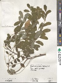 Robinia pseudoacacia image