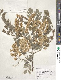 Robinia pseudoacacia image