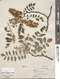 Robinia pseudoacacia image