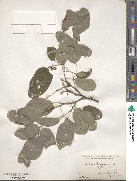 Robinia pseudoacacia image