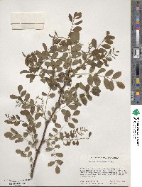 Robinia pseudoacacia image