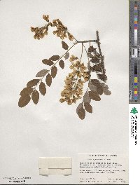 Robinia pseudoacacia image