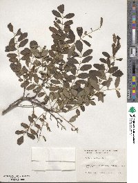 Robinia pseudoacacia image