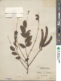 Robinia pseudoacacia image