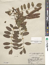 Robinia pseudoacacia image