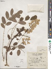 Robinia pseudoacacia image