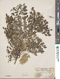 Robinia pseudoacacia image