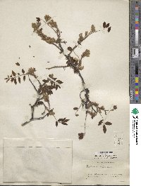 Robinia hispida var. fertilis image