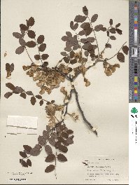 Robinia hispida image