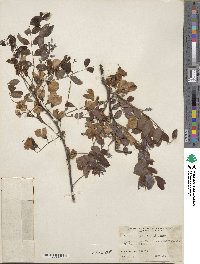 Robinia hispida var. nana image