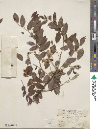 Robinia hispida var. nana image