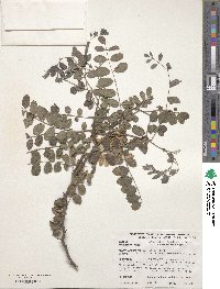 Robinia neomexicana image