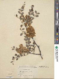 Robinia neomexicana image