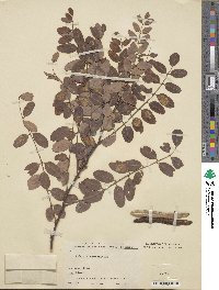 Robinia neomexicana image