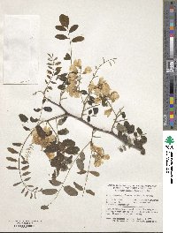 Robinia hispida var. fertilis image