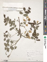 Robinia hispida image