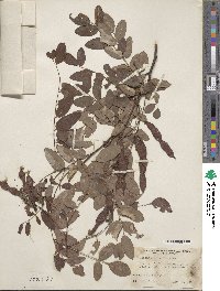 Robinia × slavinii image