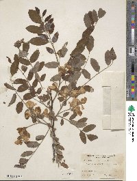 Robinia × slavinii image