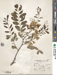 Robinia viscosa image