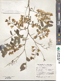 Robinia viscosa image