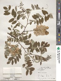 Robinia viscosa image