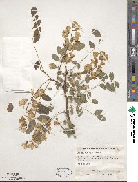 Robinia viscosa image