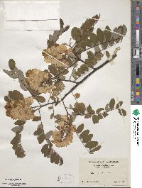 Robinia viscosa image