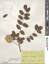 Robinia viscosa image