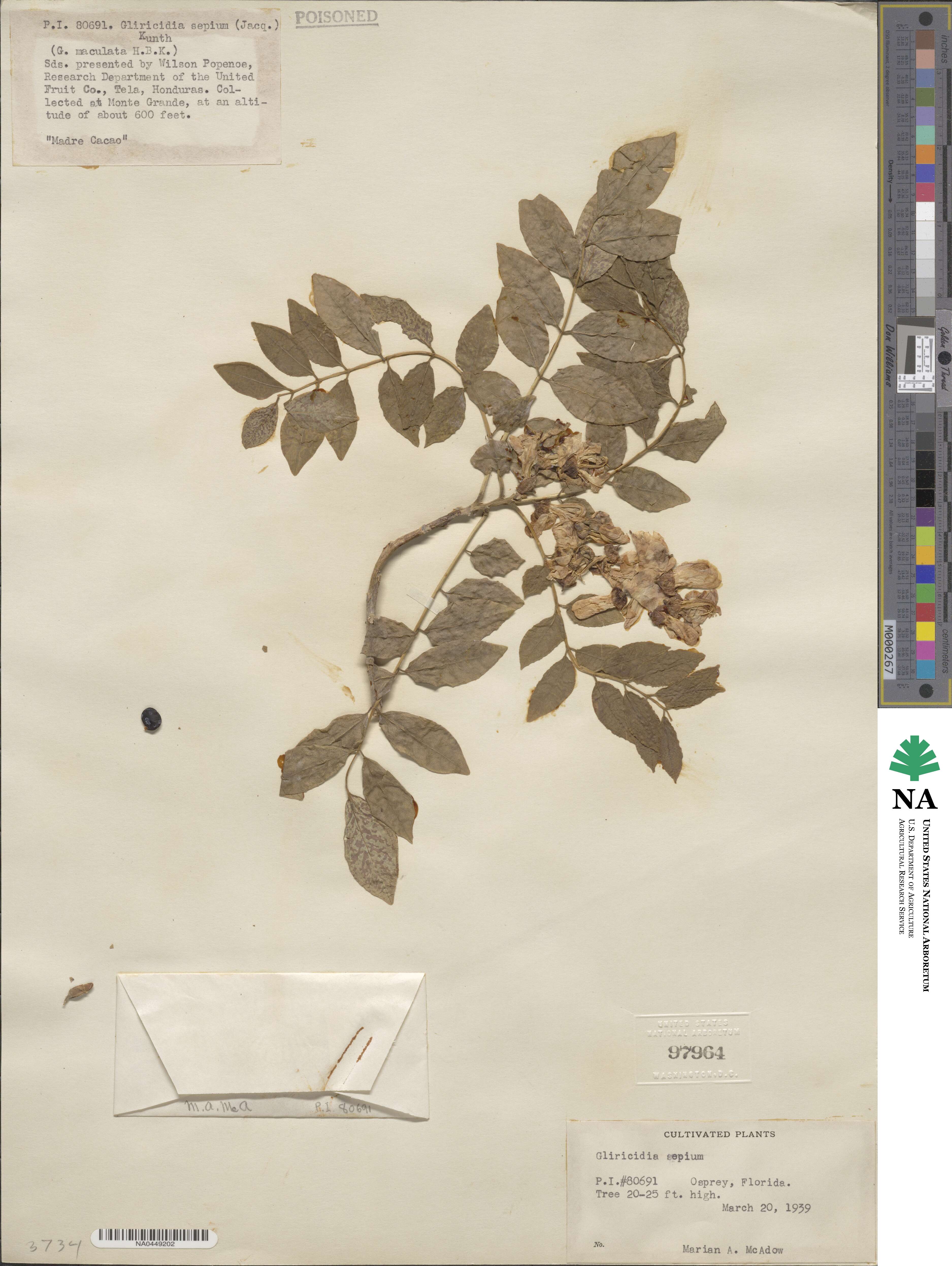 Gliricidia sepium image