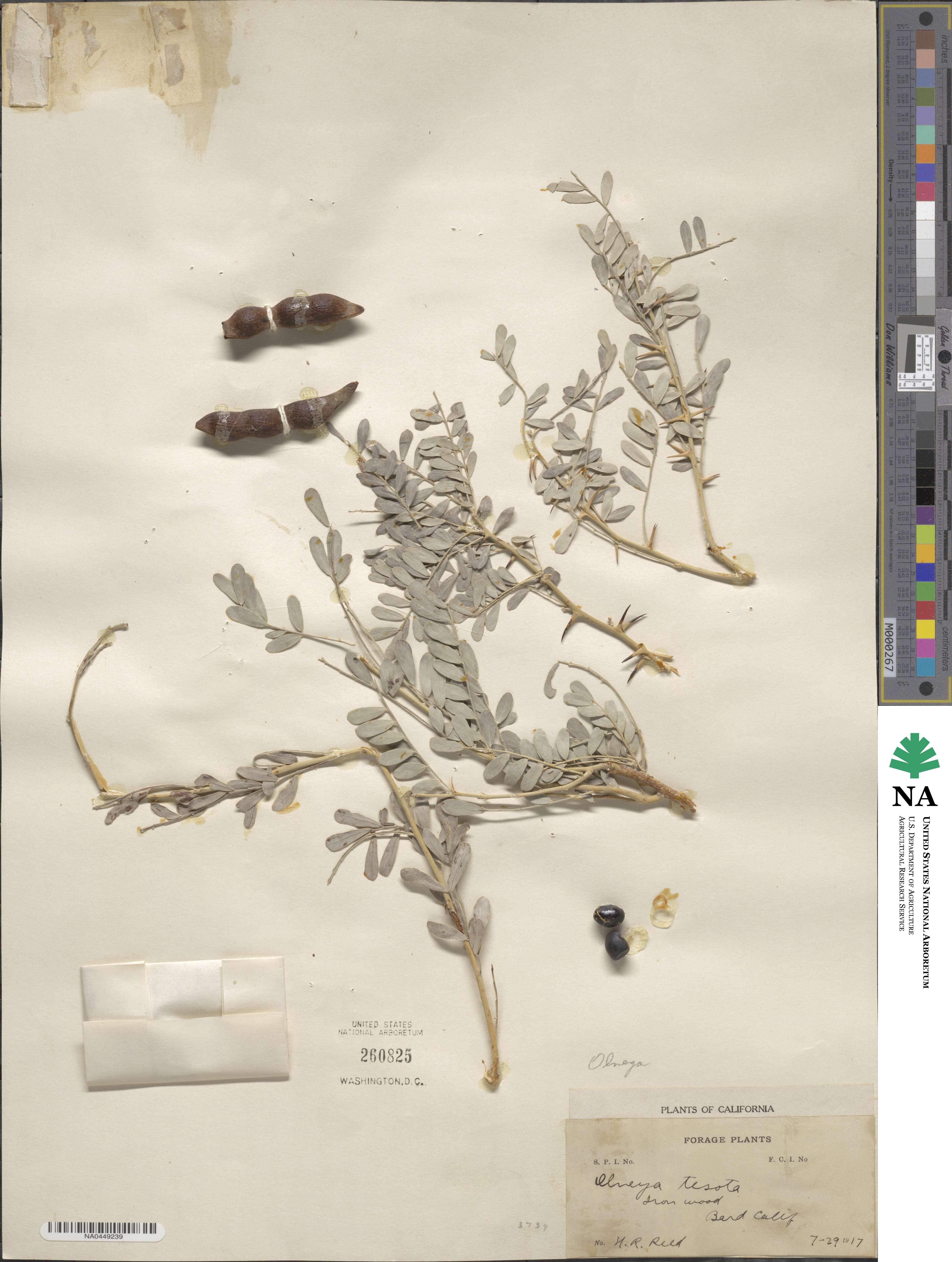 Olneya tesota image