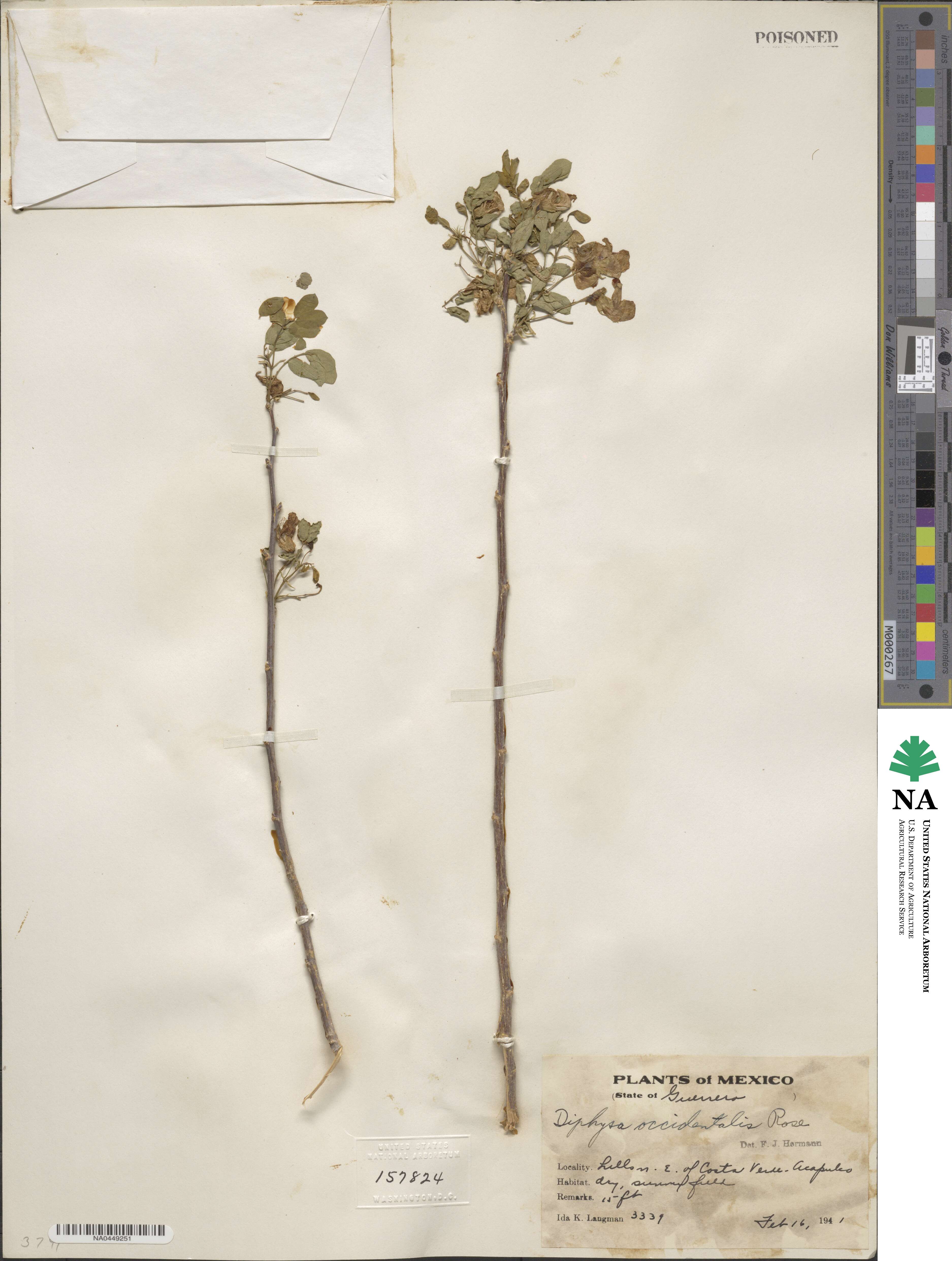 Diphysa occidentalis image