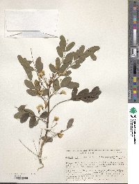 Image of Diphysa americana