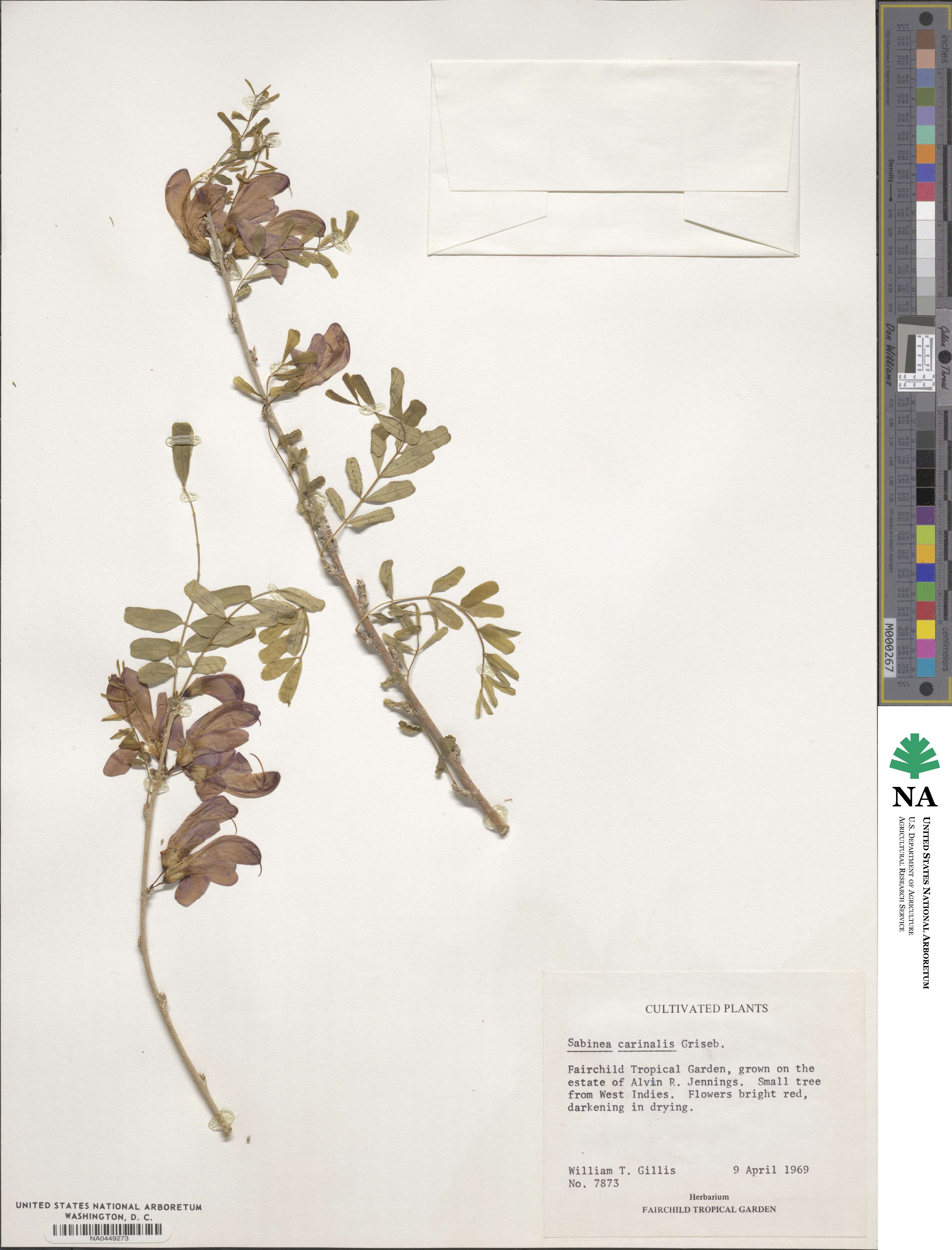 Poitea carinalis image