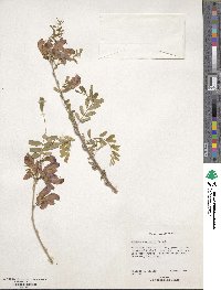 Poitea carinalis image