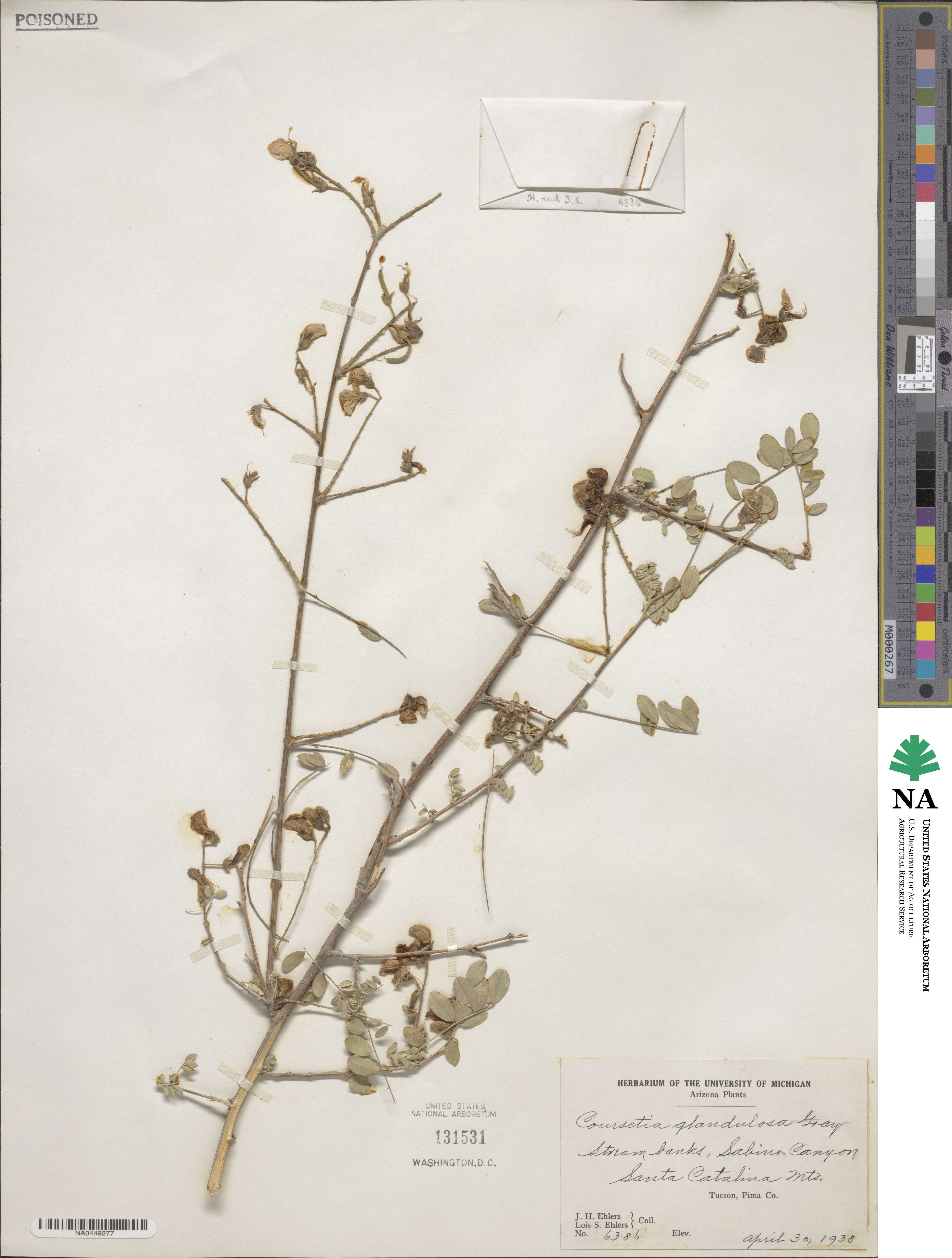 Coursetia glandulosa image