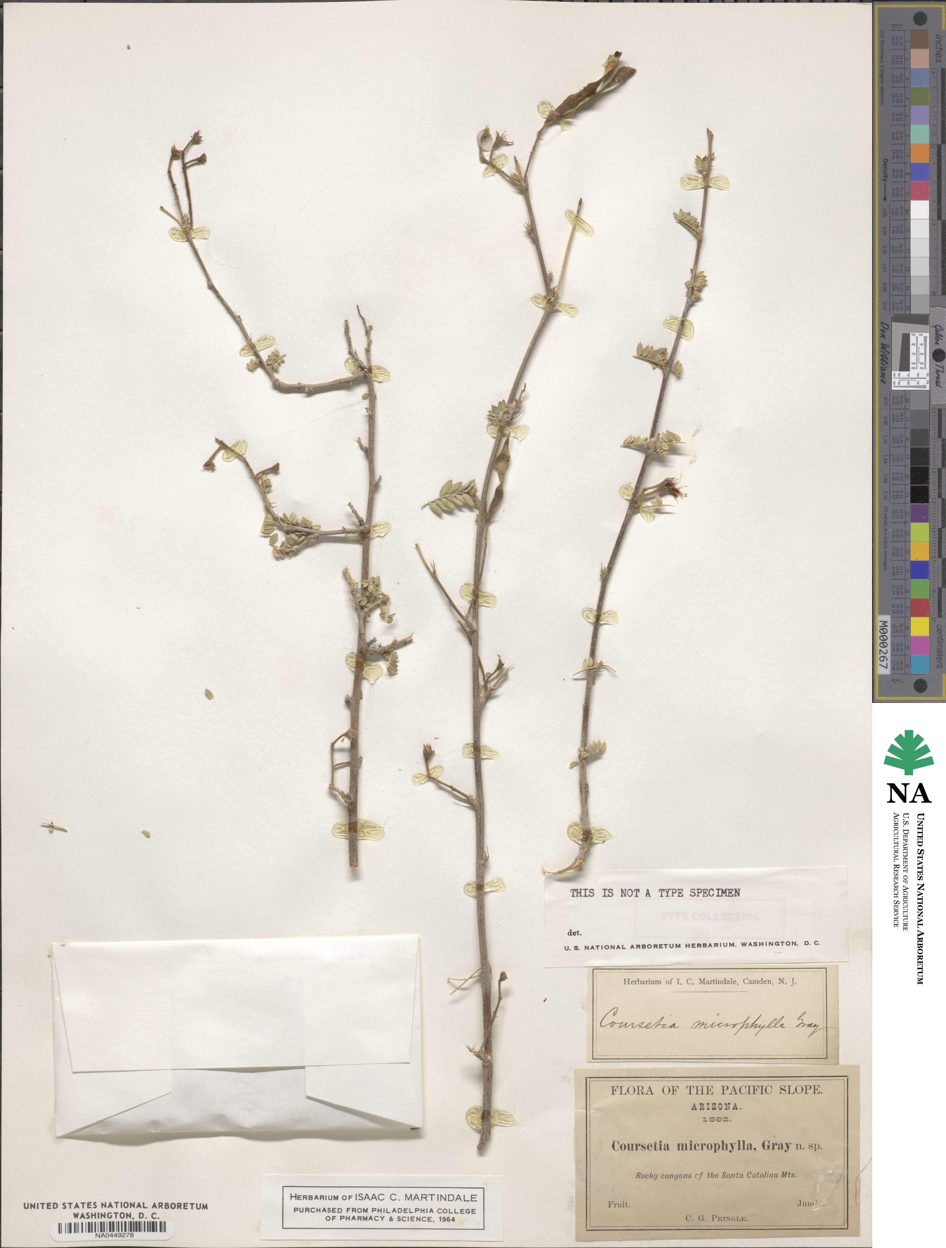 Coursetia glandulosa image