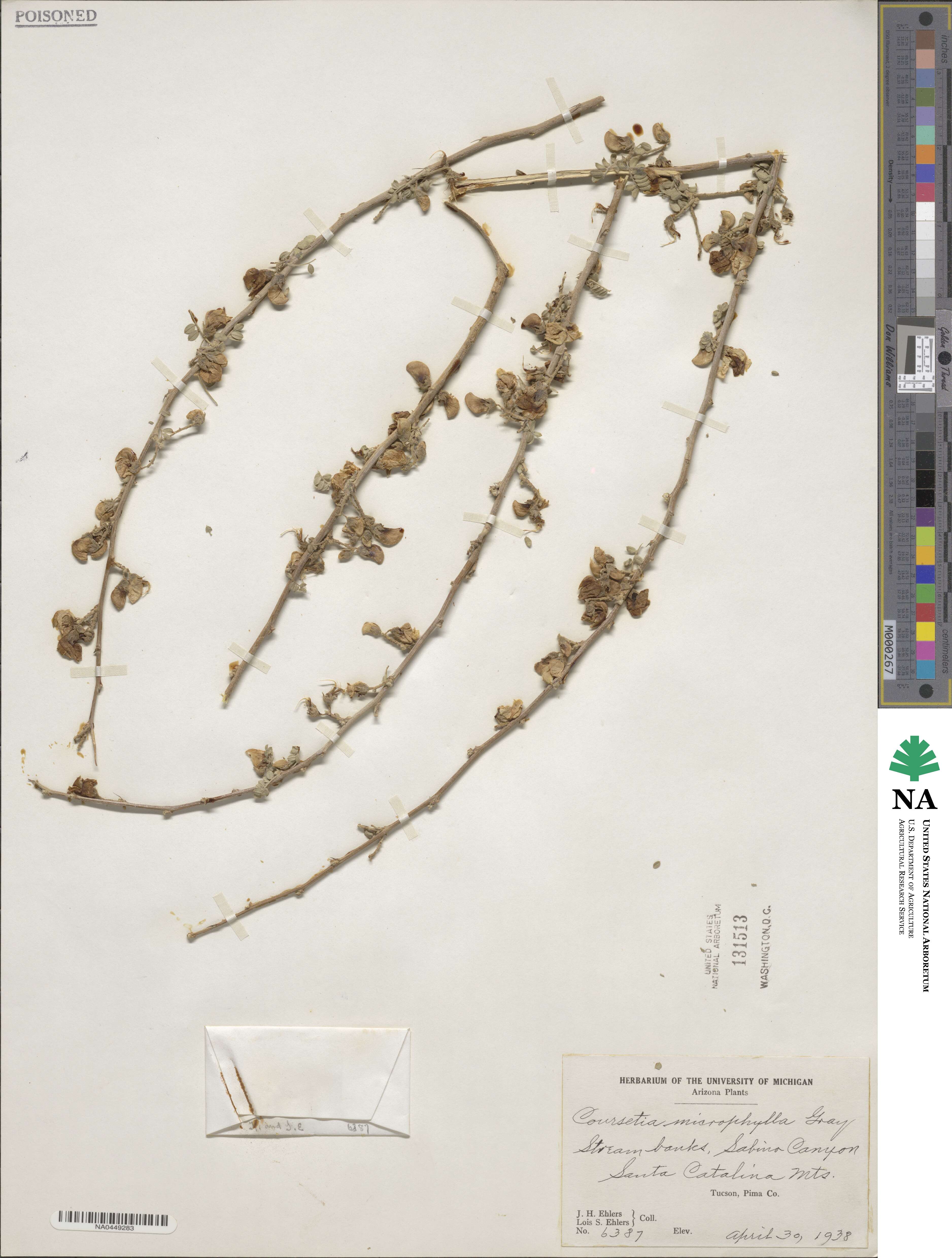 Coursetia glandulosa image